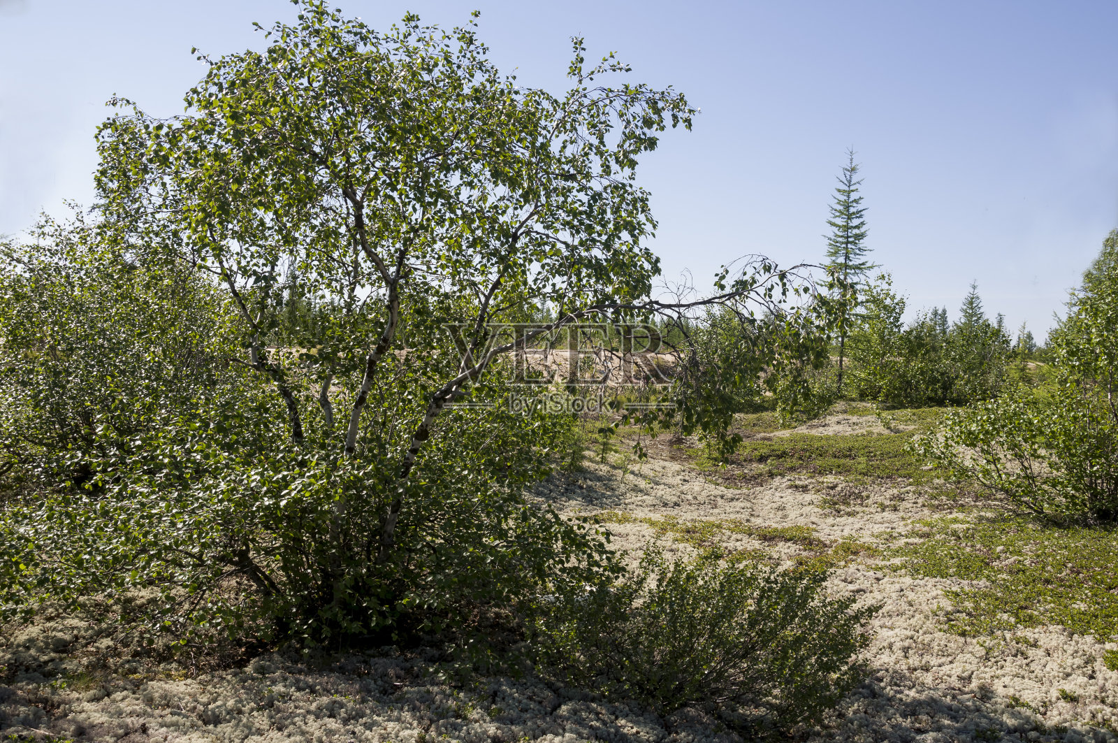 有松树、云杉、落叶松和桦树的绿色森林。晴朗的夏日，蓝天照片摄影图片