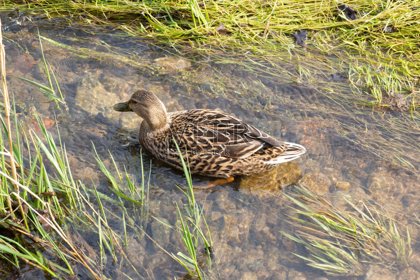 俯视图近距离观察一个雌性绿头鸭站在清澈的水里，水鸟照片摄影图片