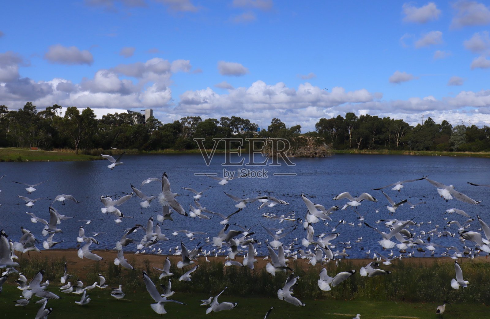 鸟儿在墨尔本布罗德梅多斯公园的湖中成群结队照片摄影图片