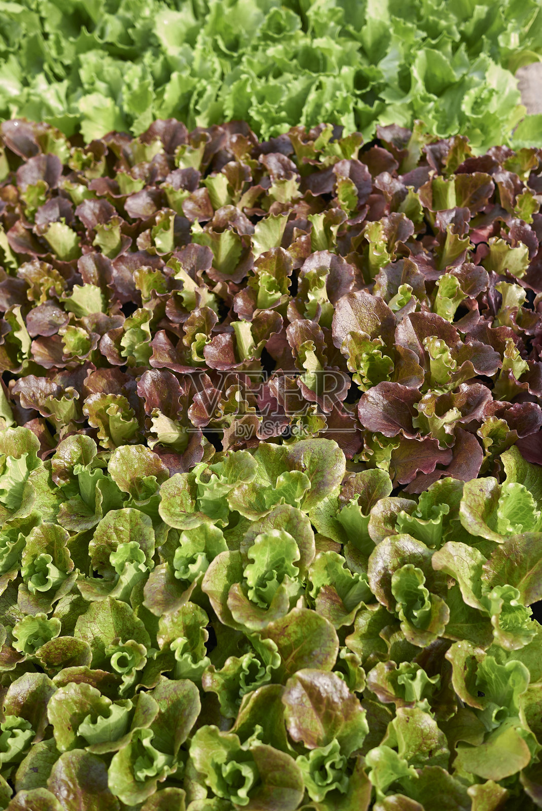 摘要以照片摄影图片