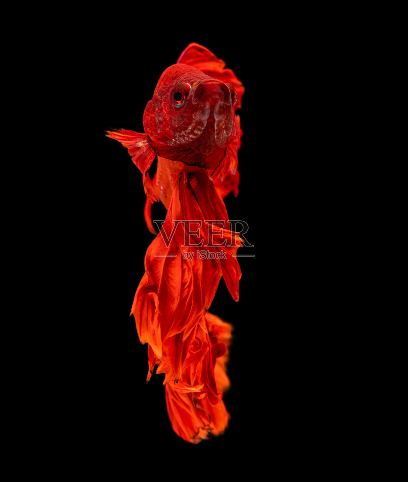 美丽的斗鱼灿烂的半月暹罗斗鱼在黑色的背景。照片摄影图片