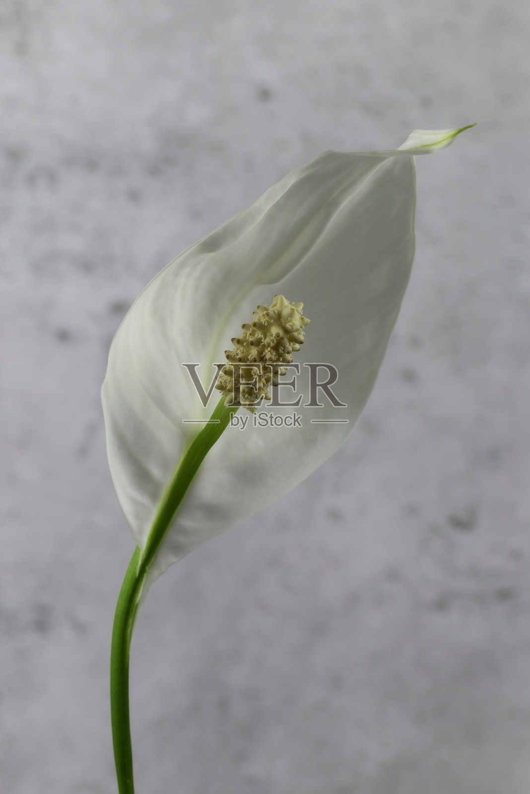 孤独的白色开花马蹄莲花照片摄影图片