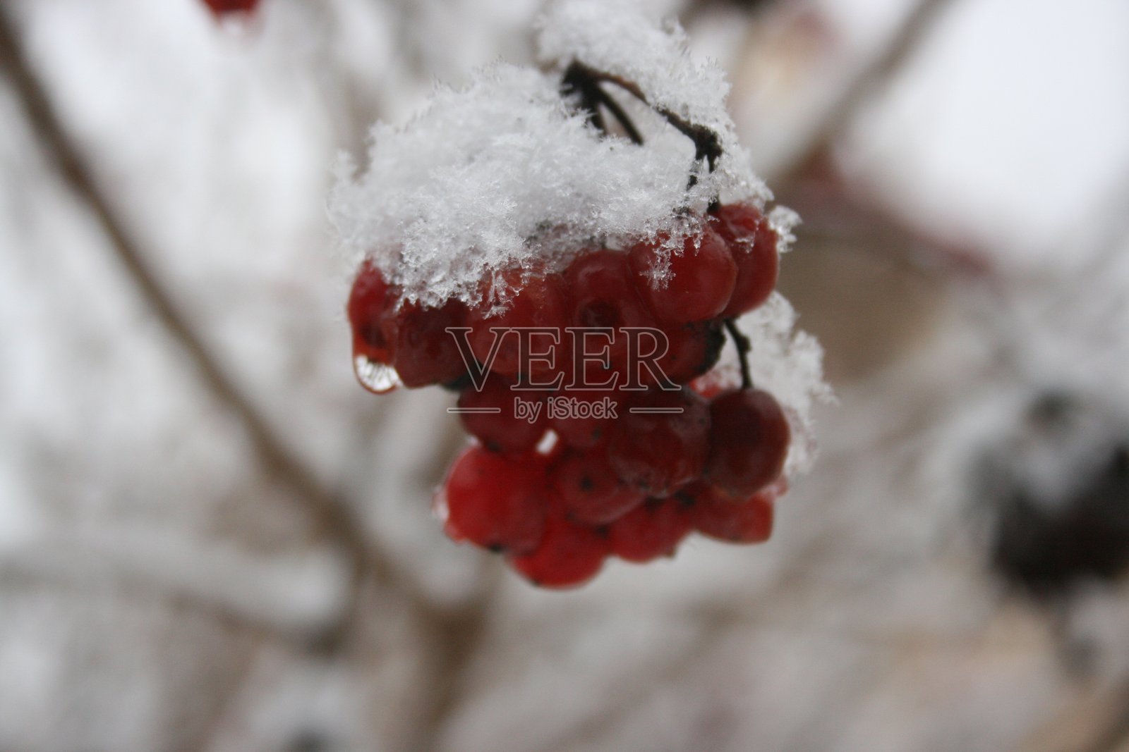 雪中的红浆果照片摄影图片