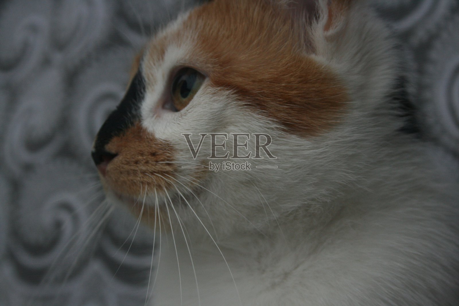 绿眼睛的猫照片摄影图片