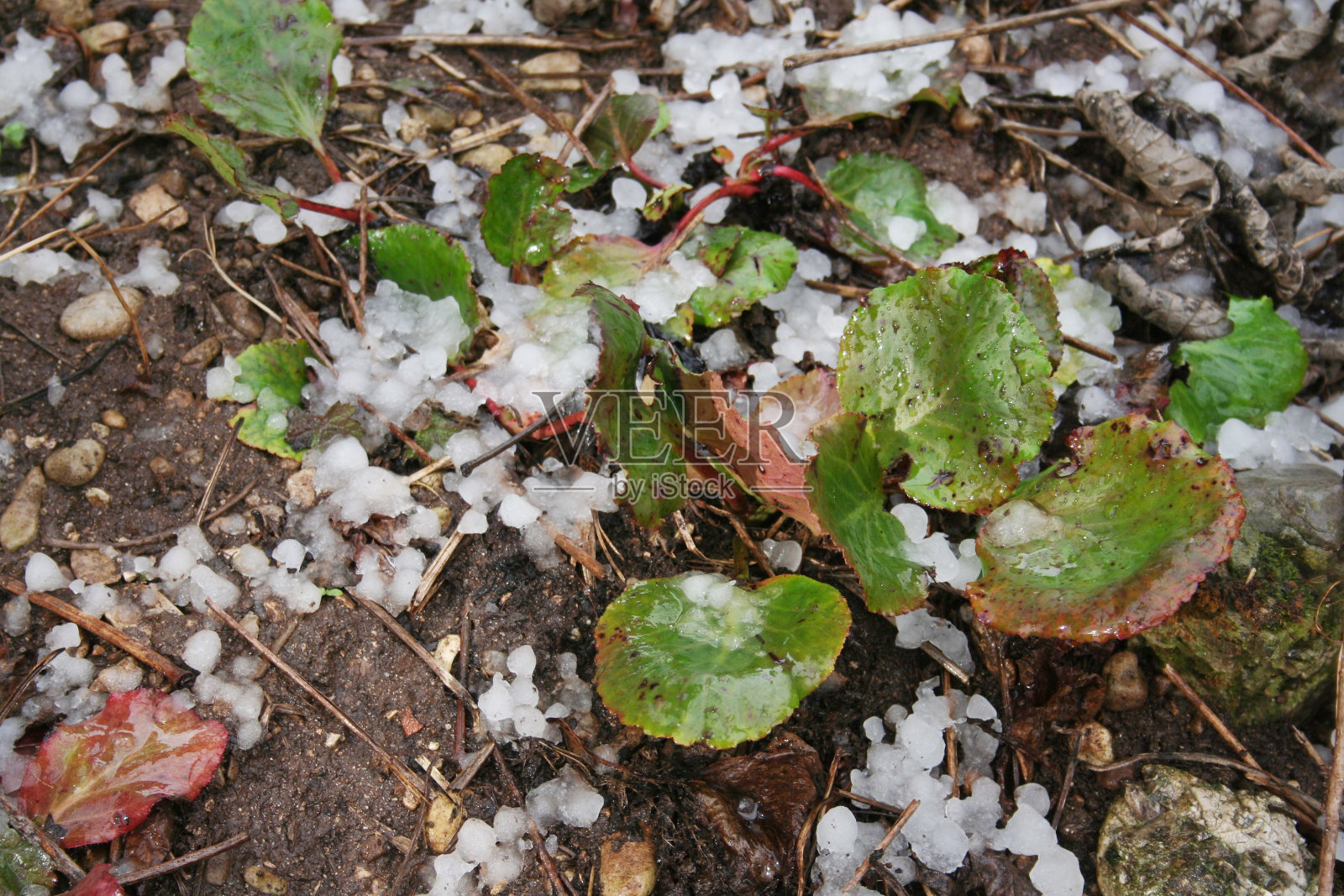 花园里有冰雹。冰雹落在卑尔根亚上照片摄影图片