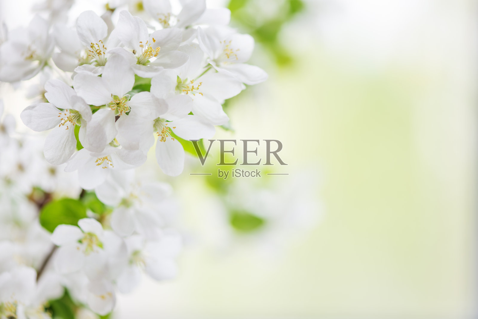 白苹果树花照片摄影图片