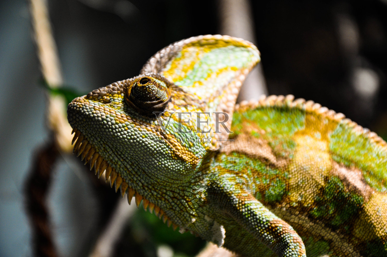 变色龙照片摄影图片