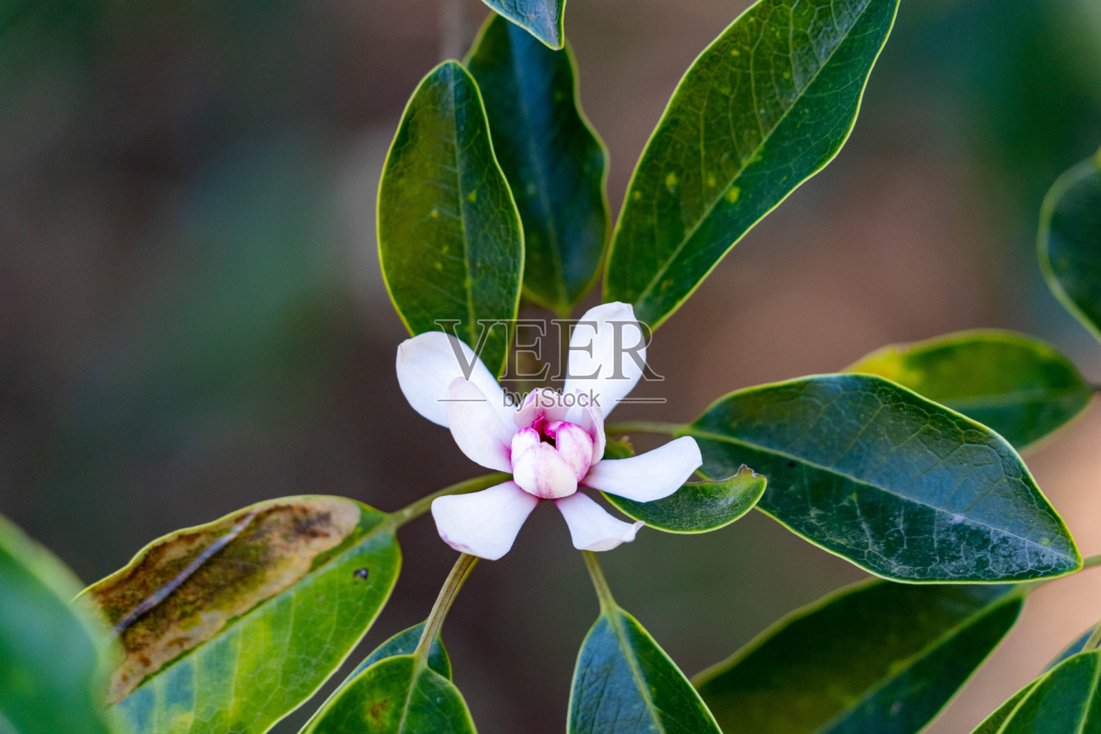 木兰的花-含笑压缩照片摄影图片