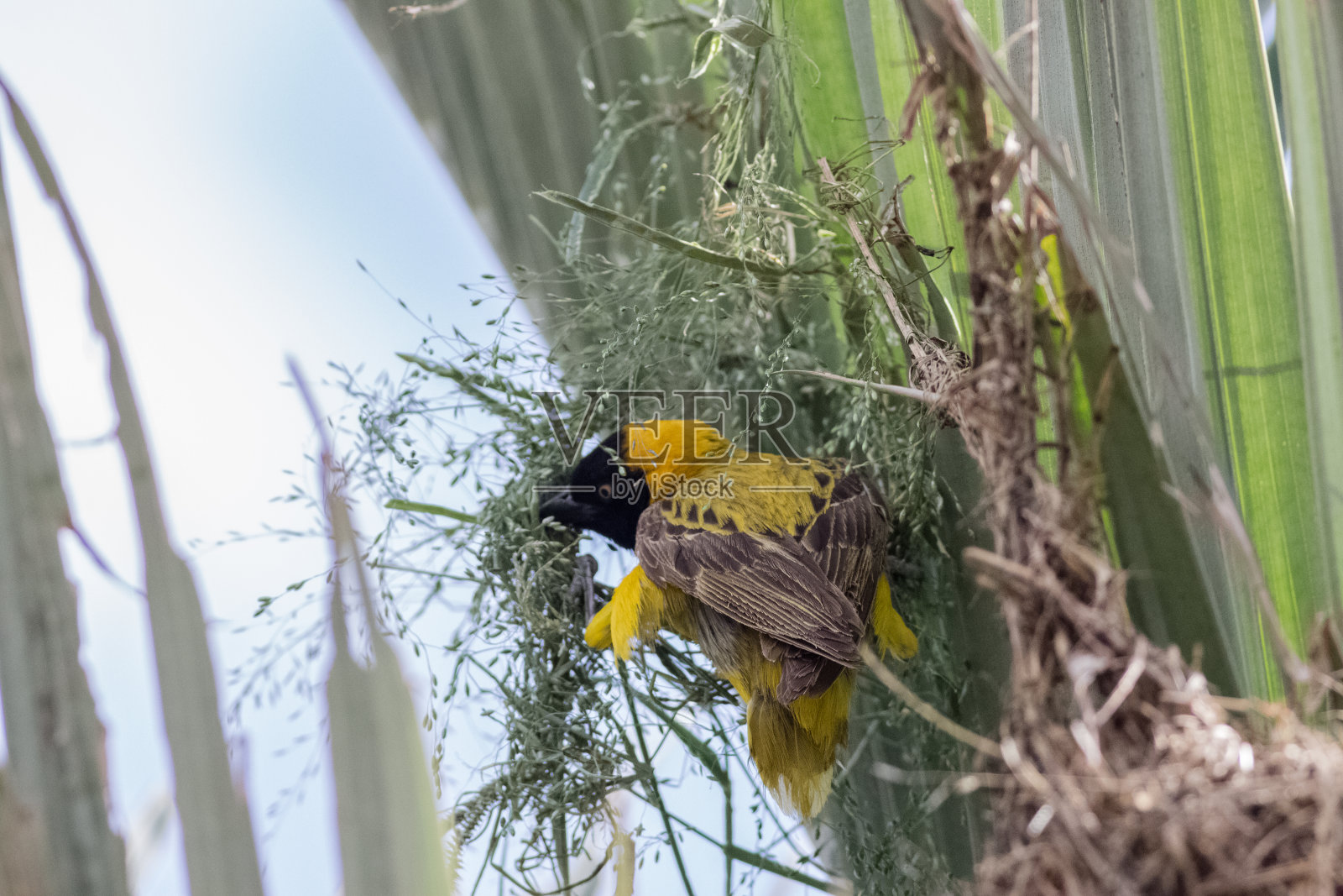编织者在非洲筑巢照片摄影图片