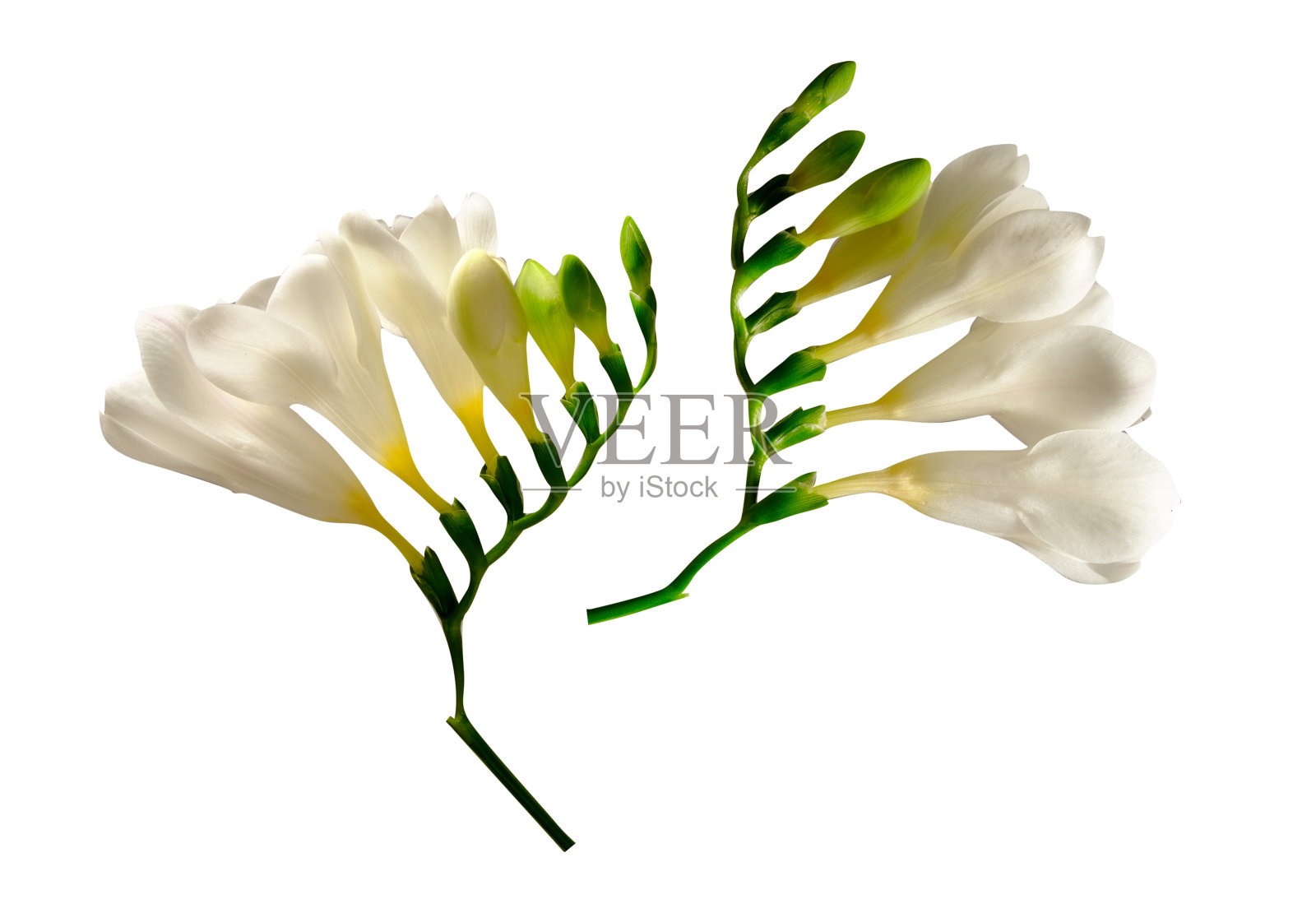 以柔和的春天小苍兰花为背景的极简构图。照片摄影图片