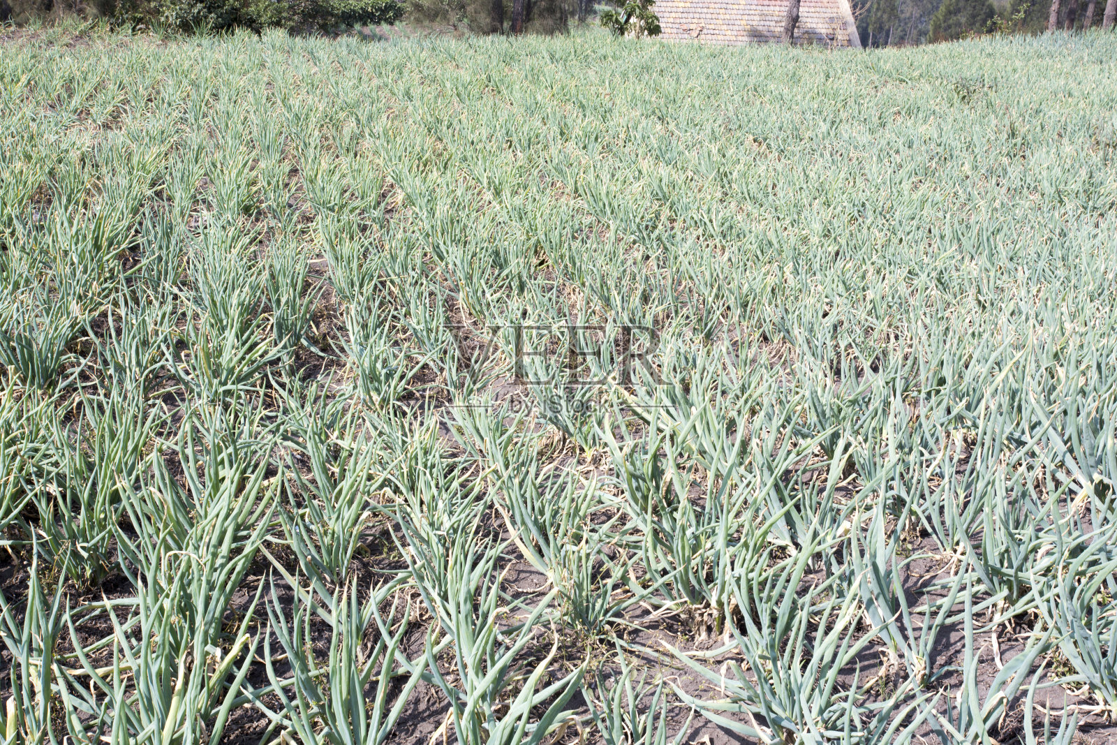 一个洋葱字段照片摄影图片