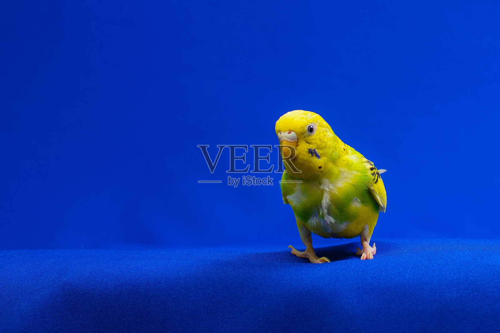 一只美丽的黄绿色虎皮鹦鹉坐在蓝色的背景上。照片摄影图片