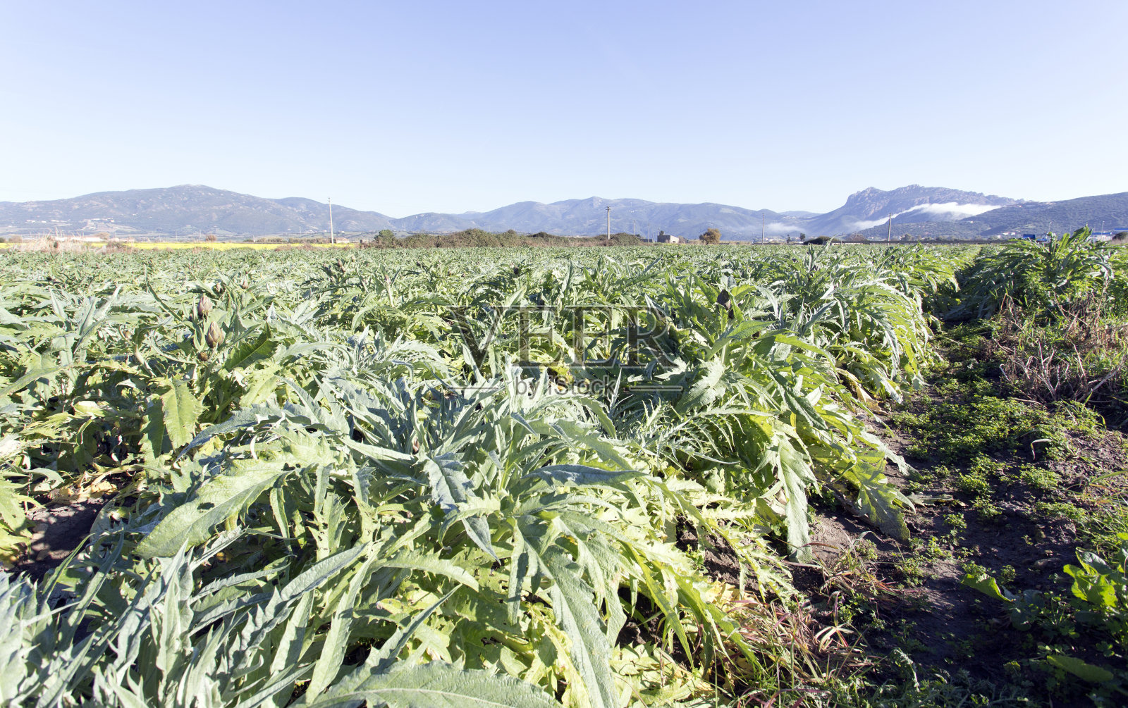 冬天的洋蓟田照片摄影图片
