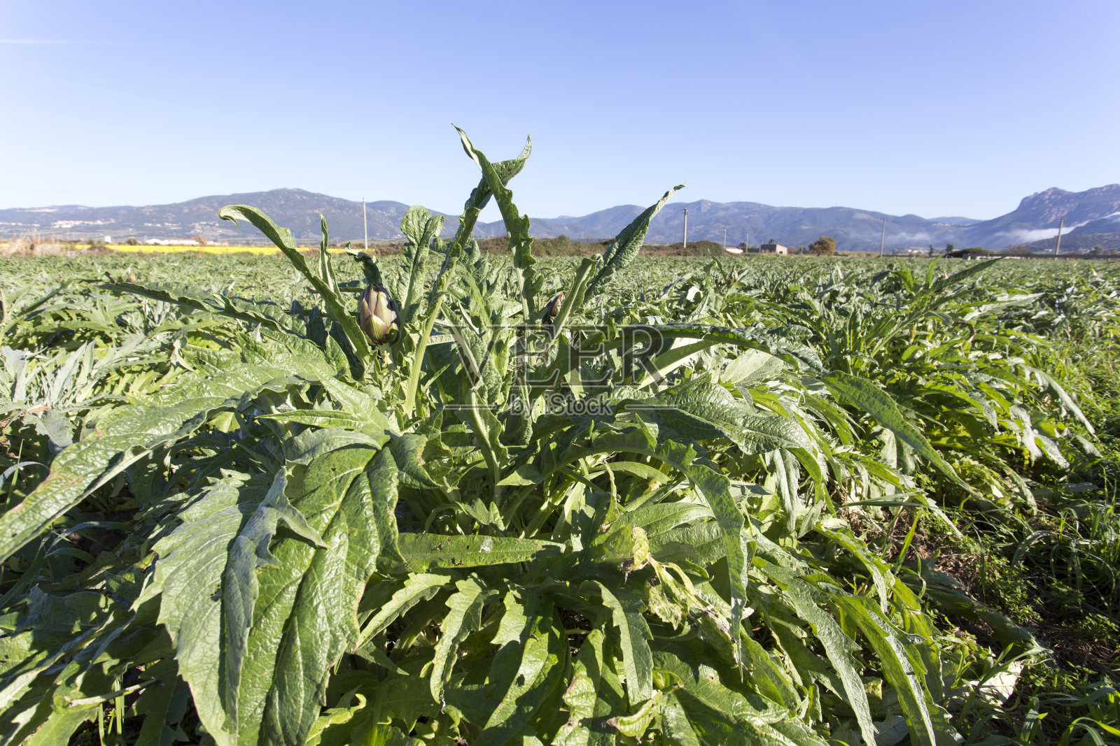 冬天的洋蓟田照片摄影图片