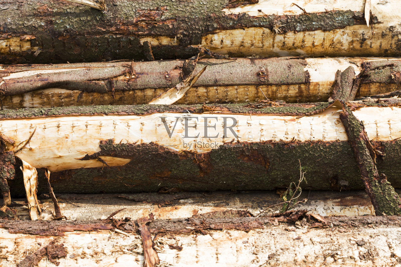 树干照片摄影图片