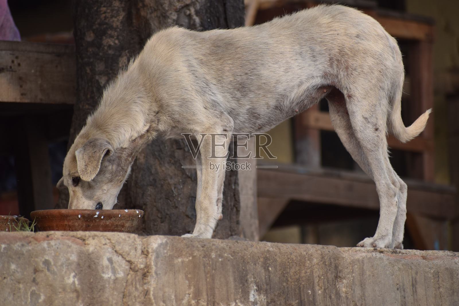 印度德里亚穆纳高街附近寻找食物的流浪狗，清晨寻找美味食物的狗照片摄影图片