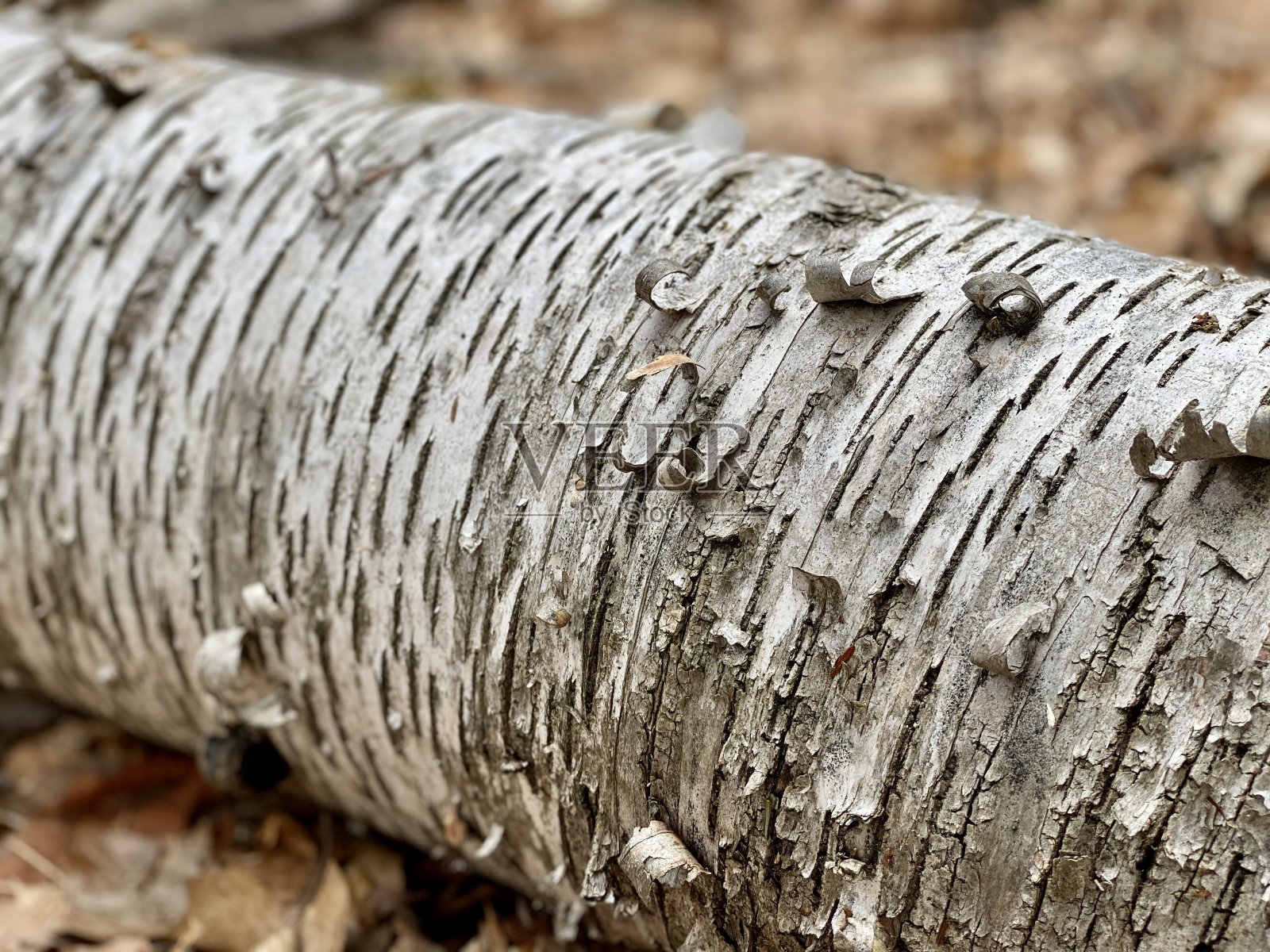 桦树特写照片摄影图片