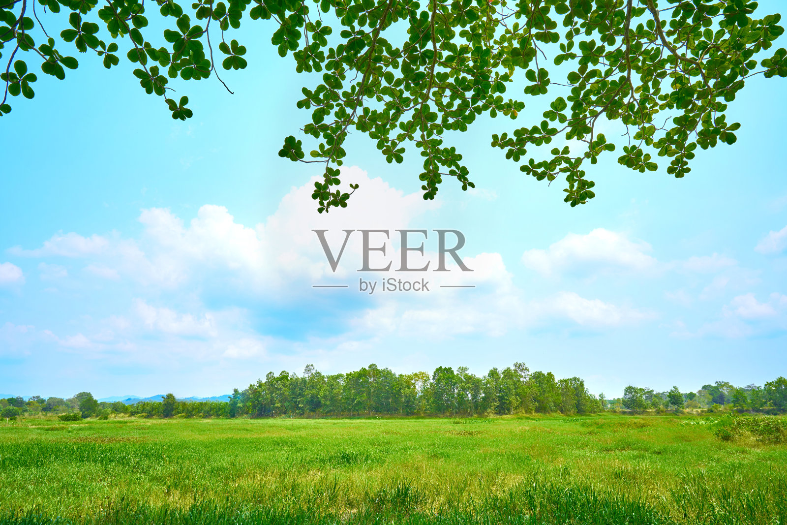 自然风光与天空和草地和美丽的绿色树木照片摄影图片