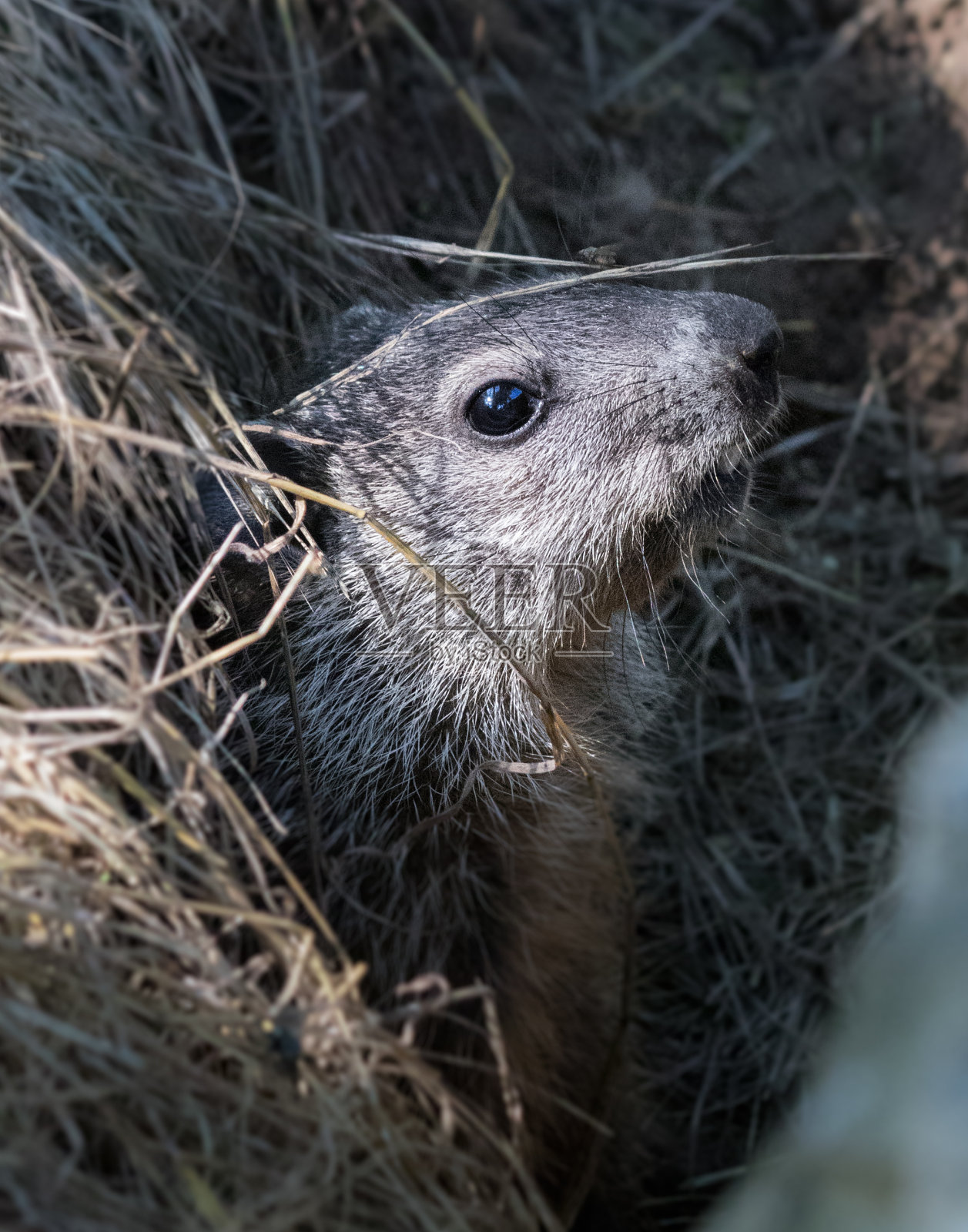 一只小土拨鼠胆怯地从窝里向外窥视照片摄影图片