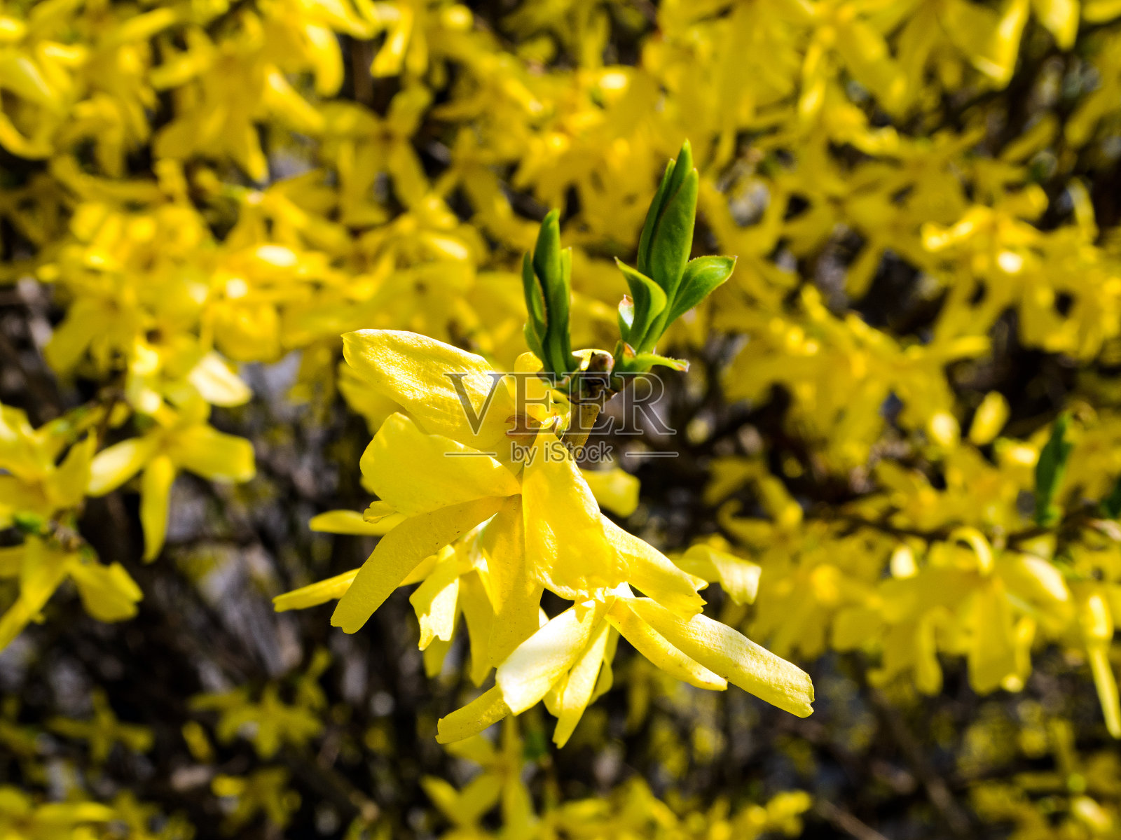 连翘是橄榄科木犀科的一个开花植物属。照片摄影图片