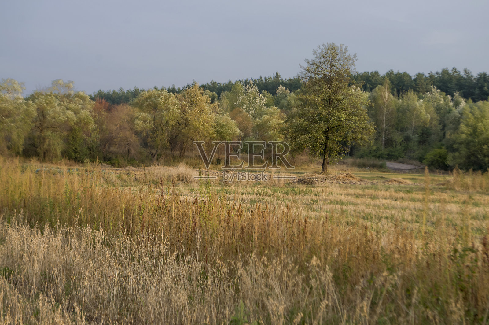 初秋的草地。干燥的植物。绿树远。早....照片摄影图片