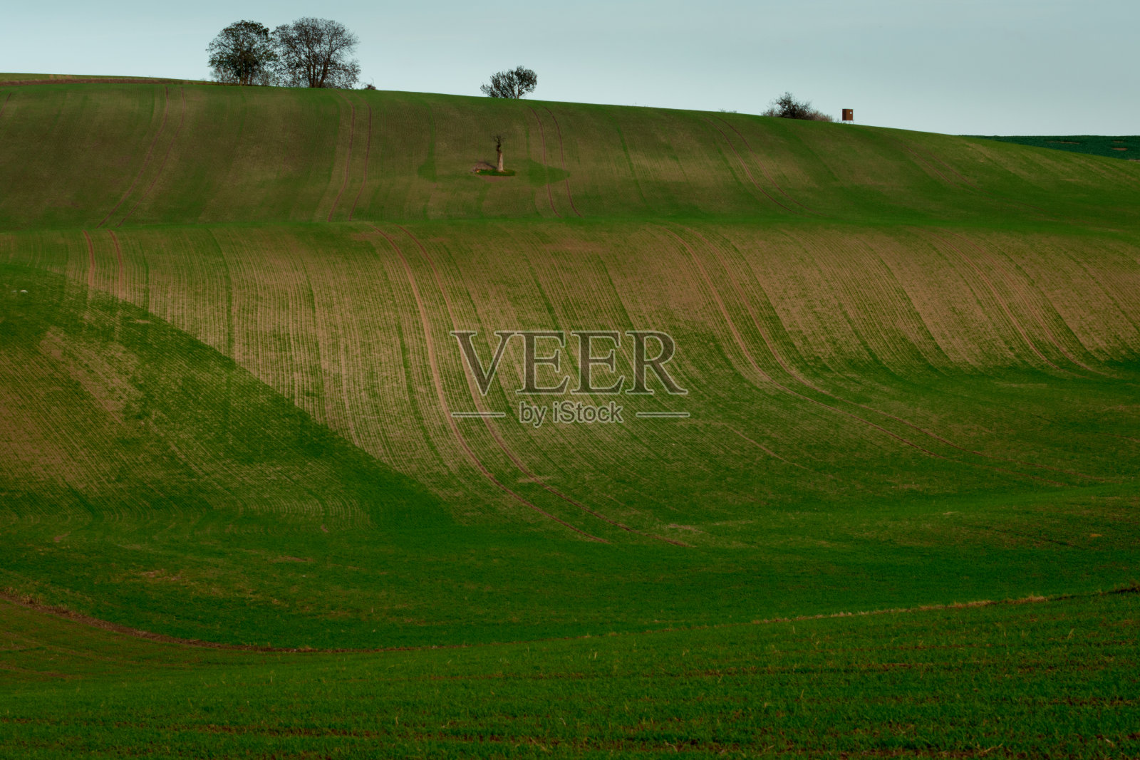 矗立在美丽起伏的摩拉维亚田野中央的一棵孤独的树照片摄影图片