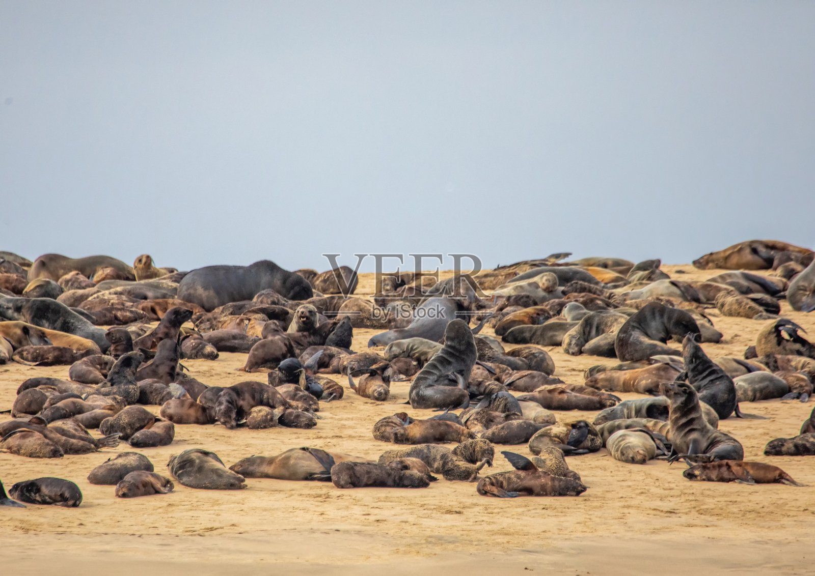 在纳米比亚西部的瓦尔菲斯湾附近的大西洋沙滩上躺着一群开普海狗照片摄影图片
