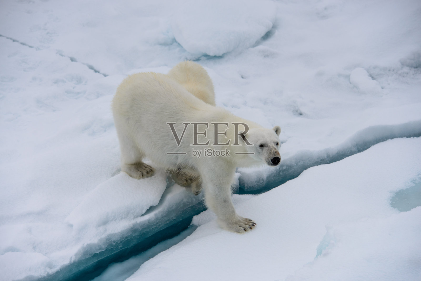 北极熊妈妈和幼崽在浮冰上，北极圈挪威斯瓦尔巴特群岛北部照片摄影图片