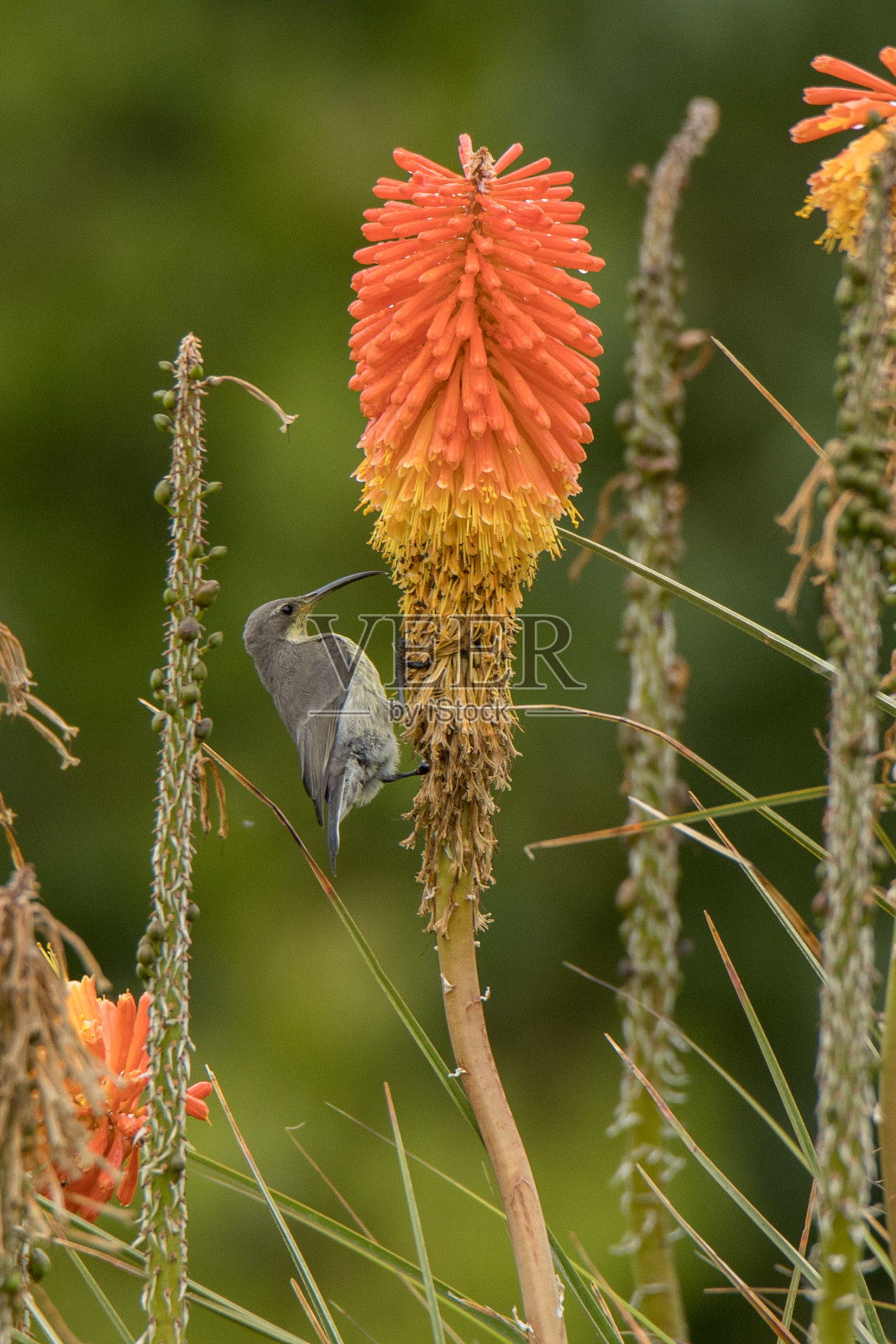 女性孔雀石太阳鸟照片摄影图片