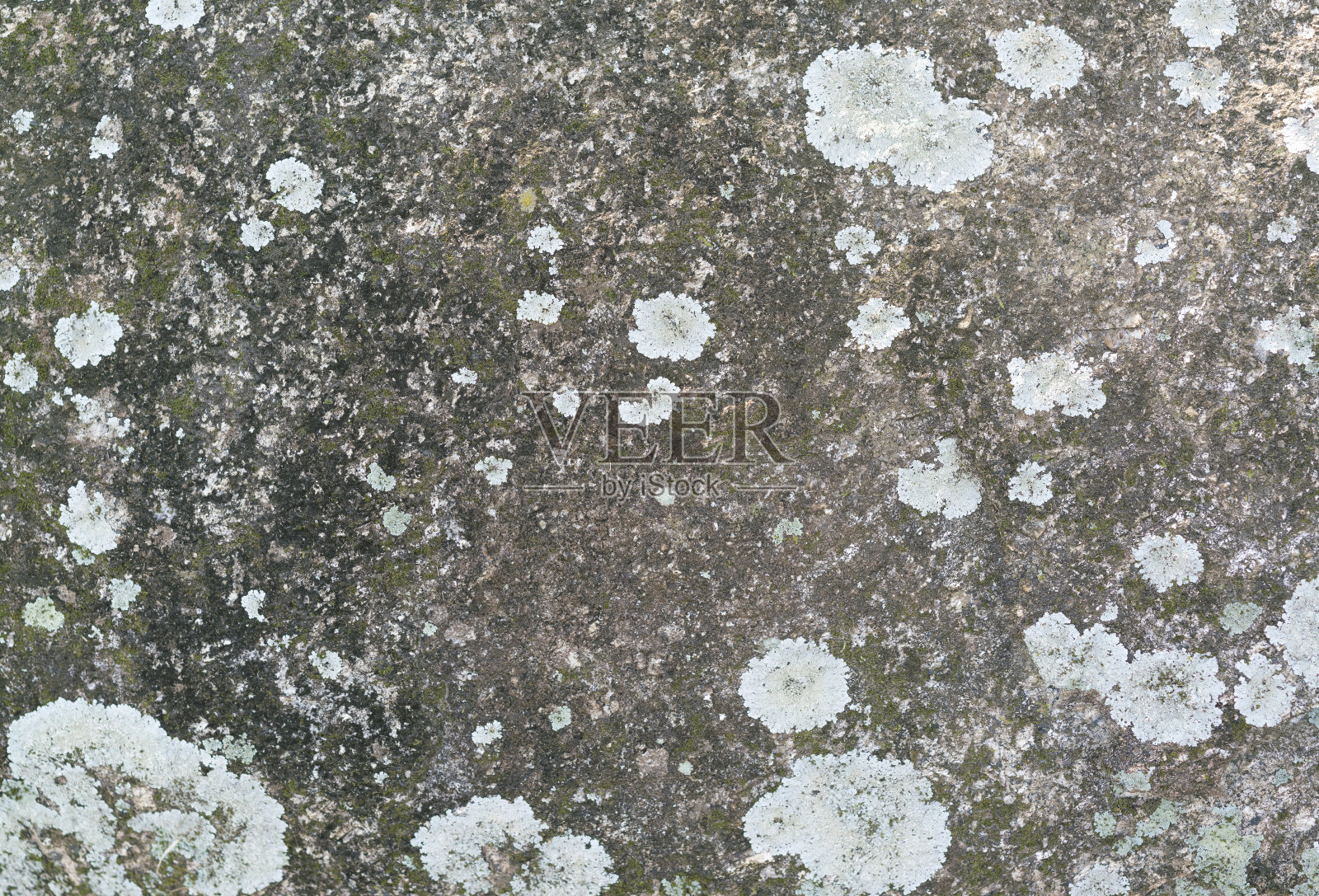 长满苔藓和真菌的巨石。照片摄影图片