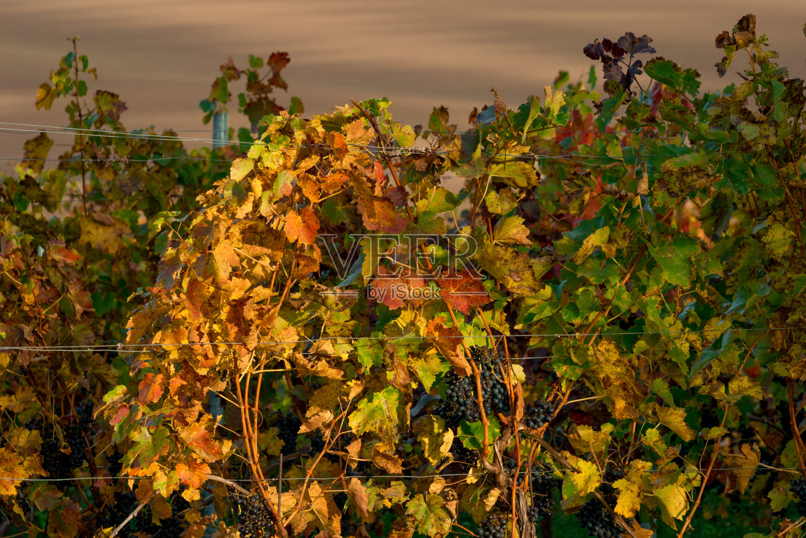葡萄藤在令人惊叹的波浪形摩拉维亚田野前景照片摄影图片