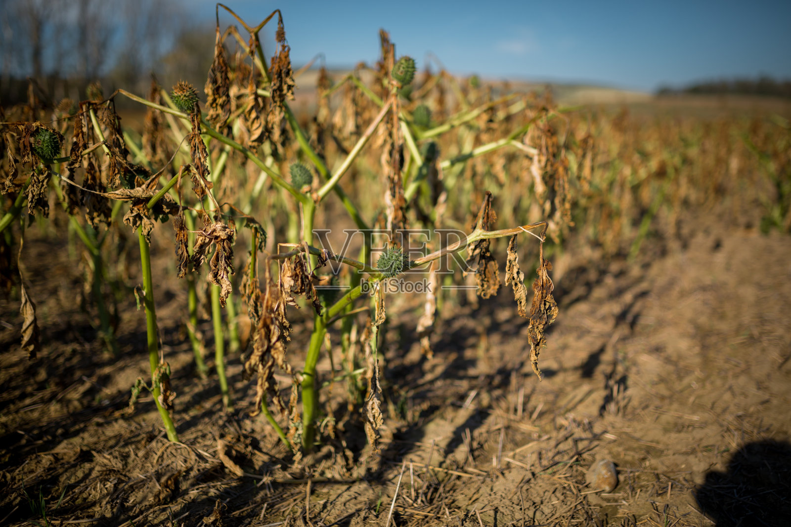 捷克摩拉维亚的老达特图拉田，一个阳光明媚的日子照片摄影图片