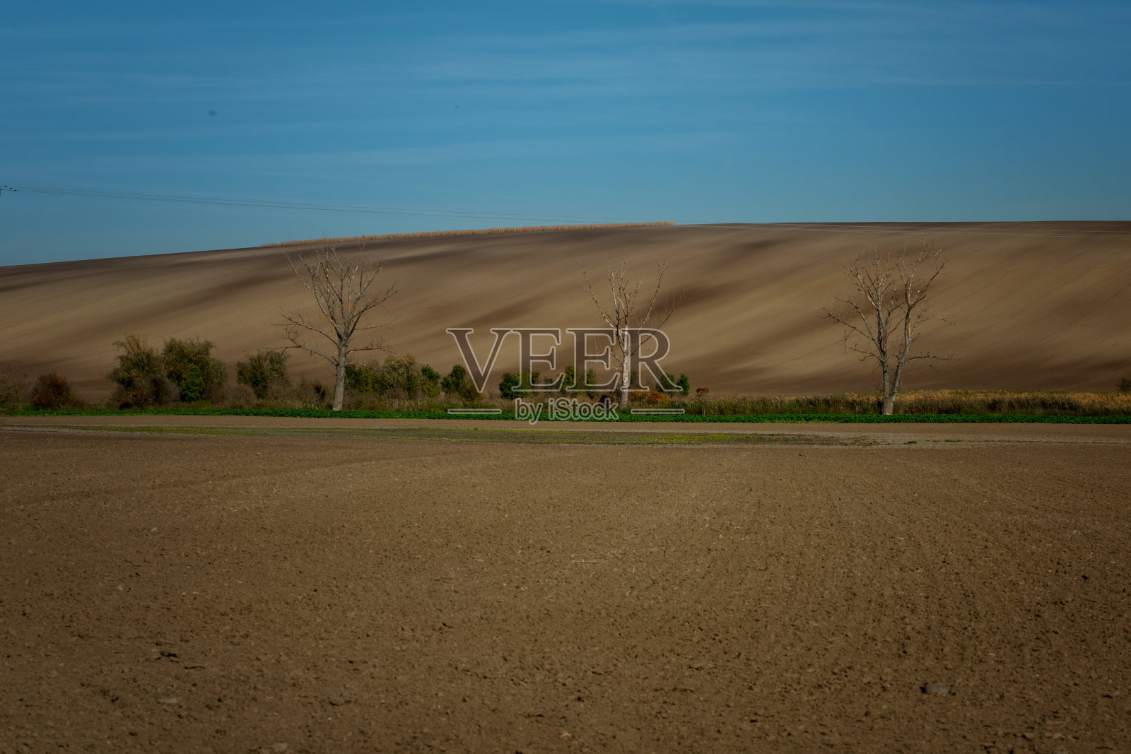 孤独的树木矗立在美丽起伏的摩拉维亚田野中间照片摄影图片