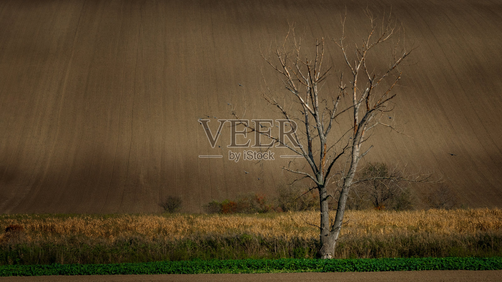 这是一棵孤零零的树，矗立在摩拉维亚田野的中央，鸟儿在那里飞过照片摄影图片