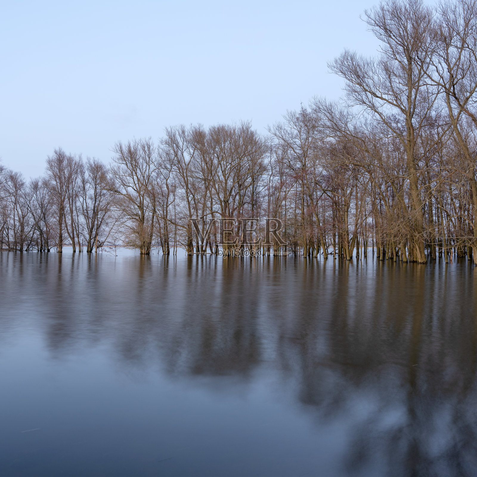 荷兰瓦尔河泛滥平原的树木被淹没照片摄影图片