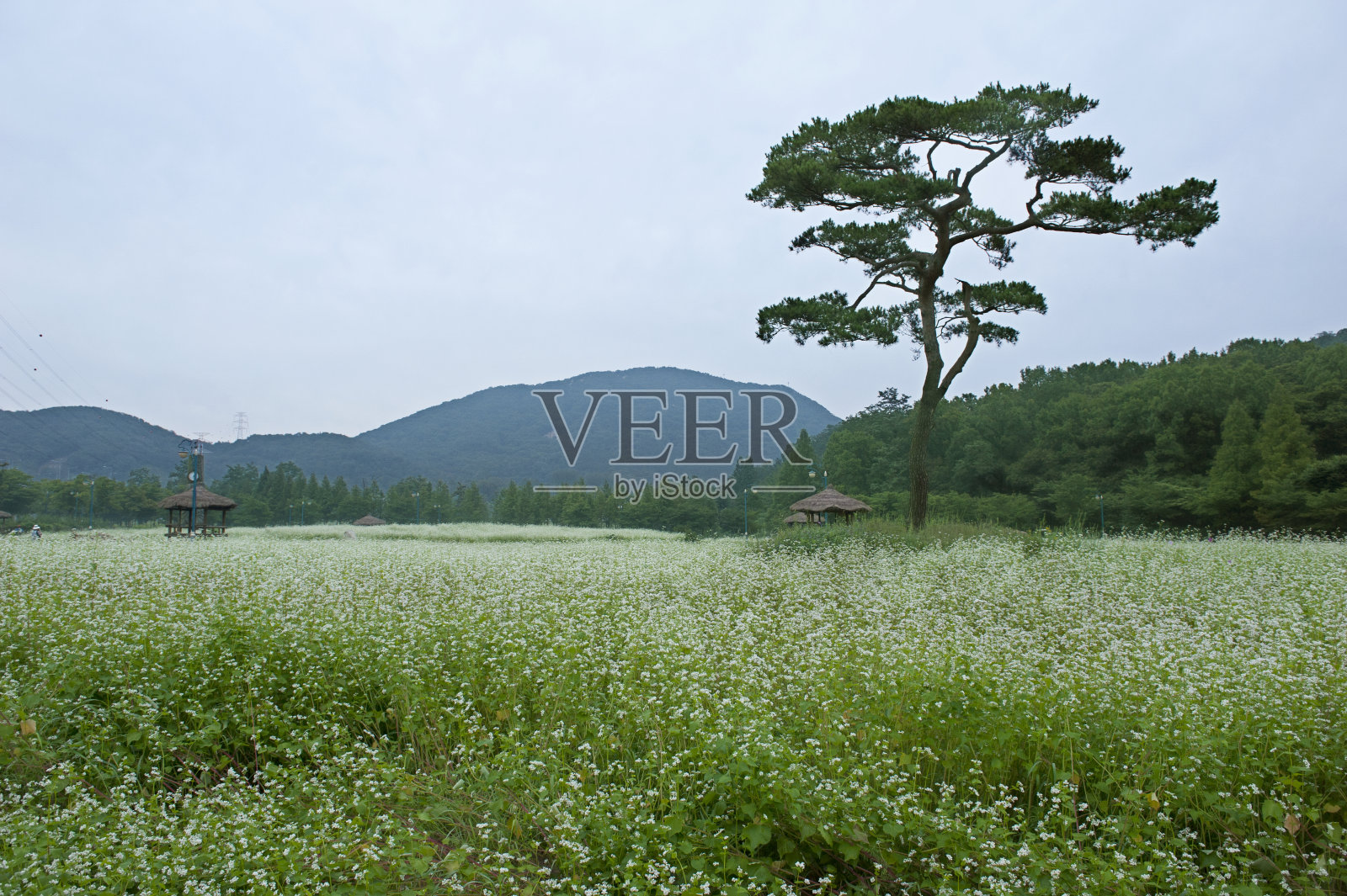 田野里的一棵松树照片摄影图片