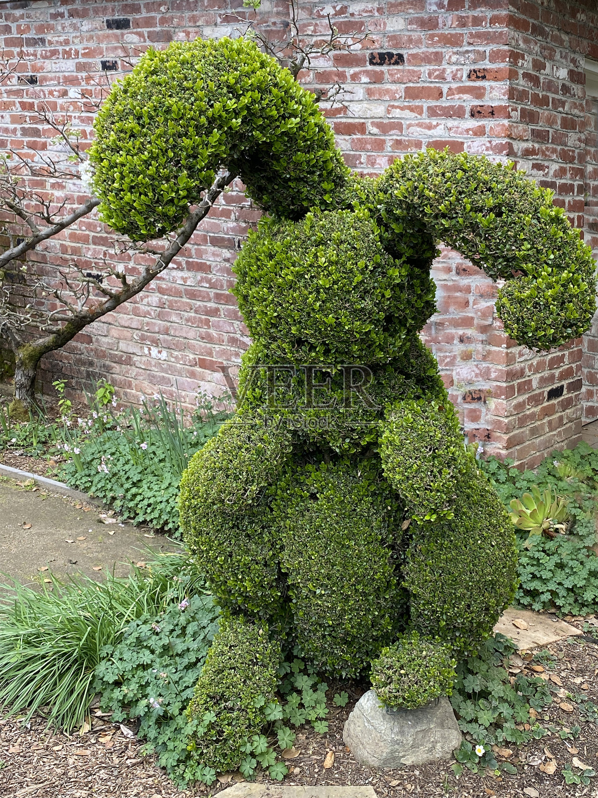 修剪成形的兔子照片摄影图片
