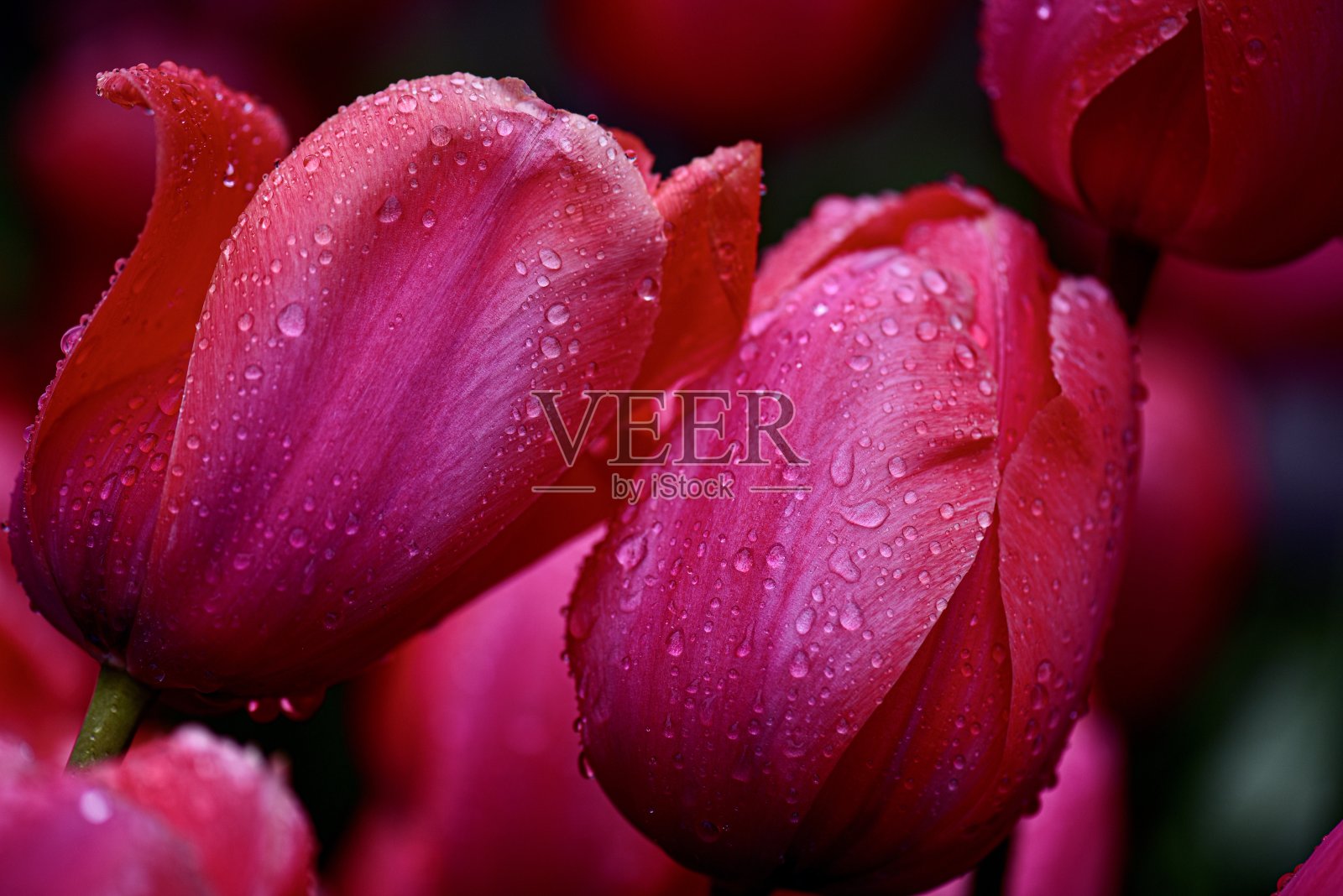 雨中的郁金香照片摄影图片