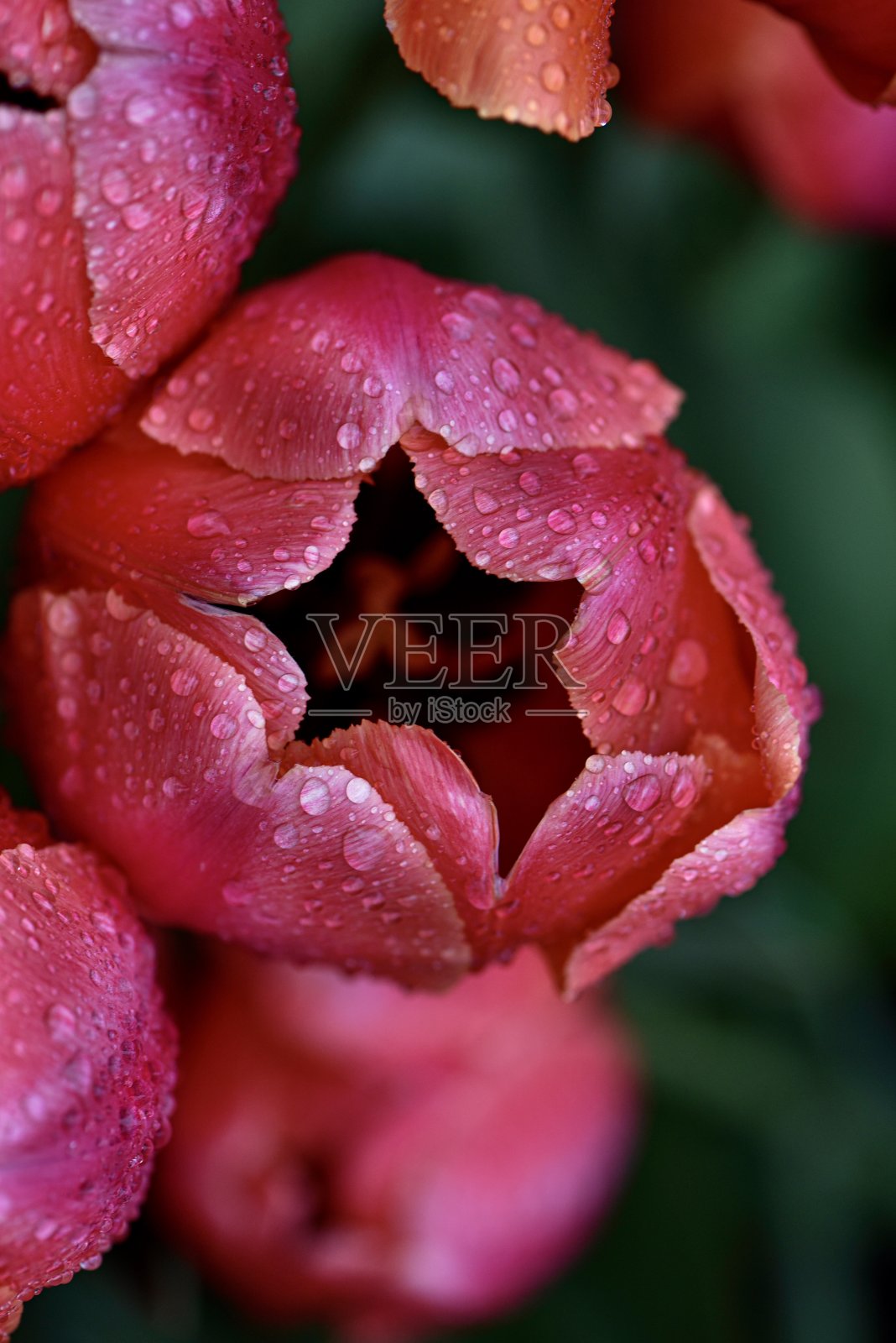 雨中的郁金香照片摄影图片