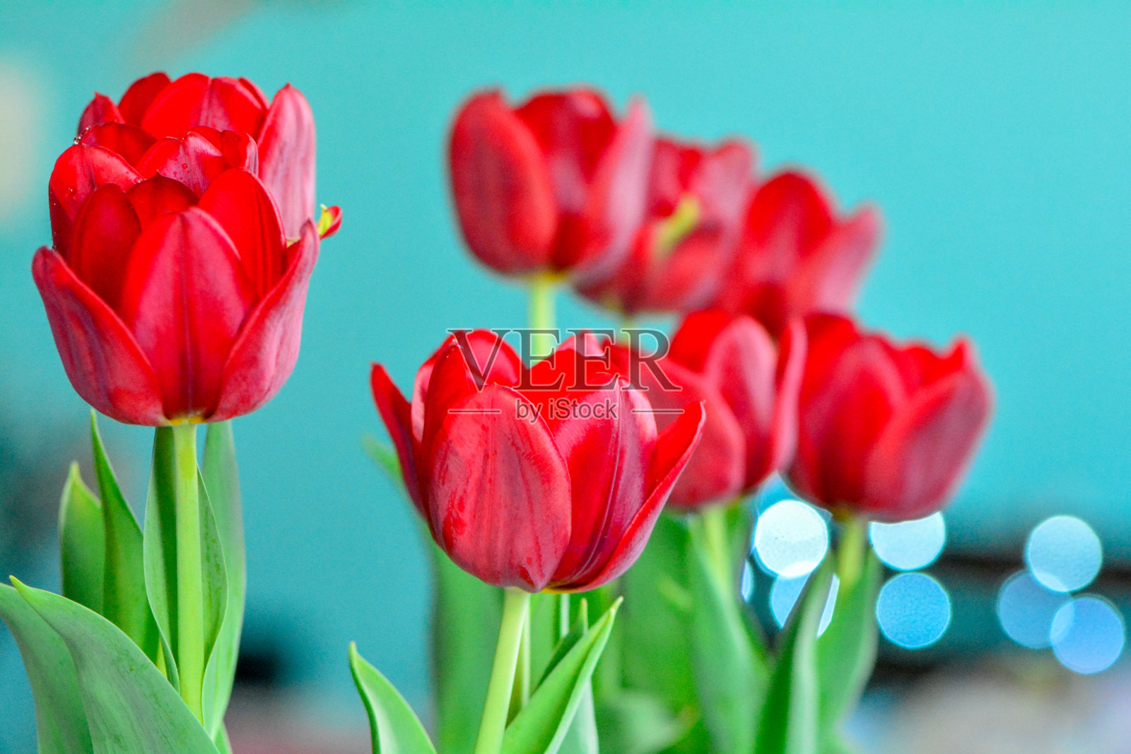 郁金香特写镜头照片摄影图片