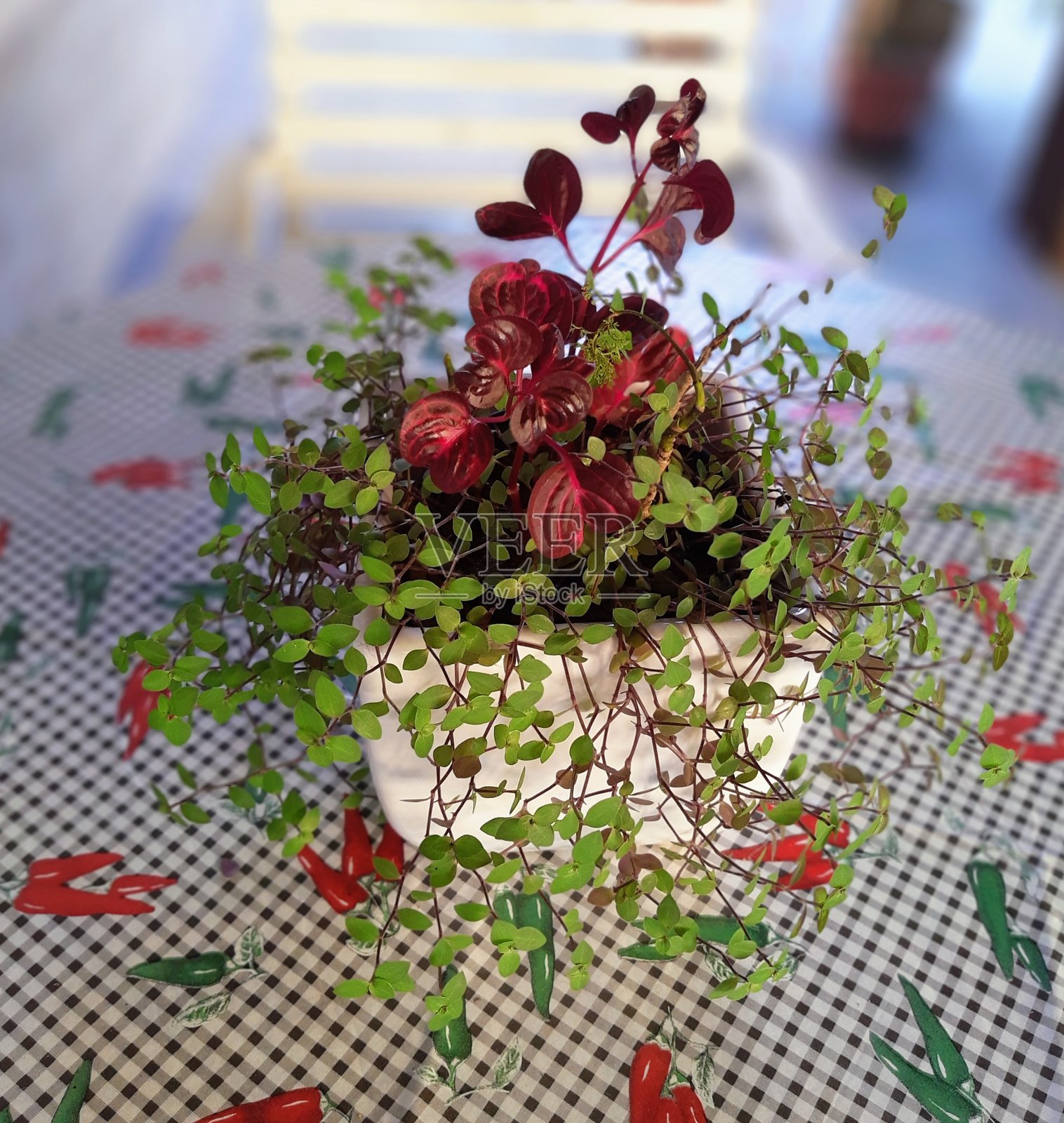 安排的植物照片摄影图片