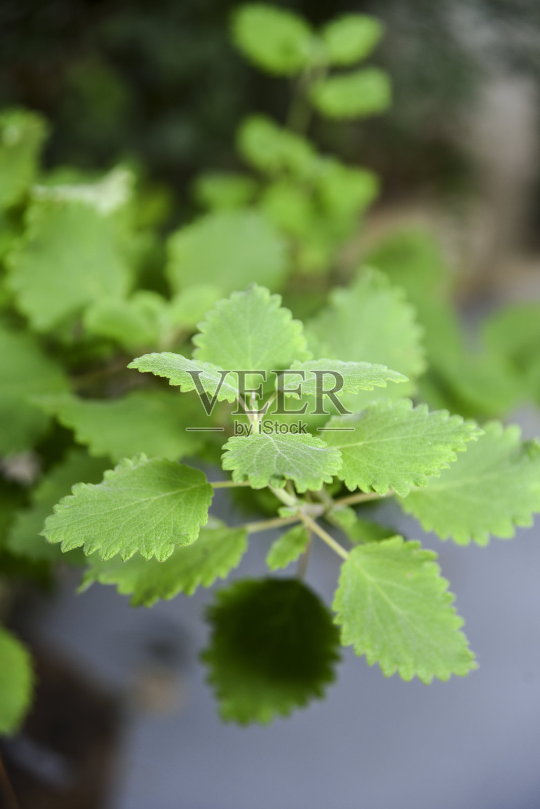 微距照片的没药药草芳香叶与模糊。照片摄影图片