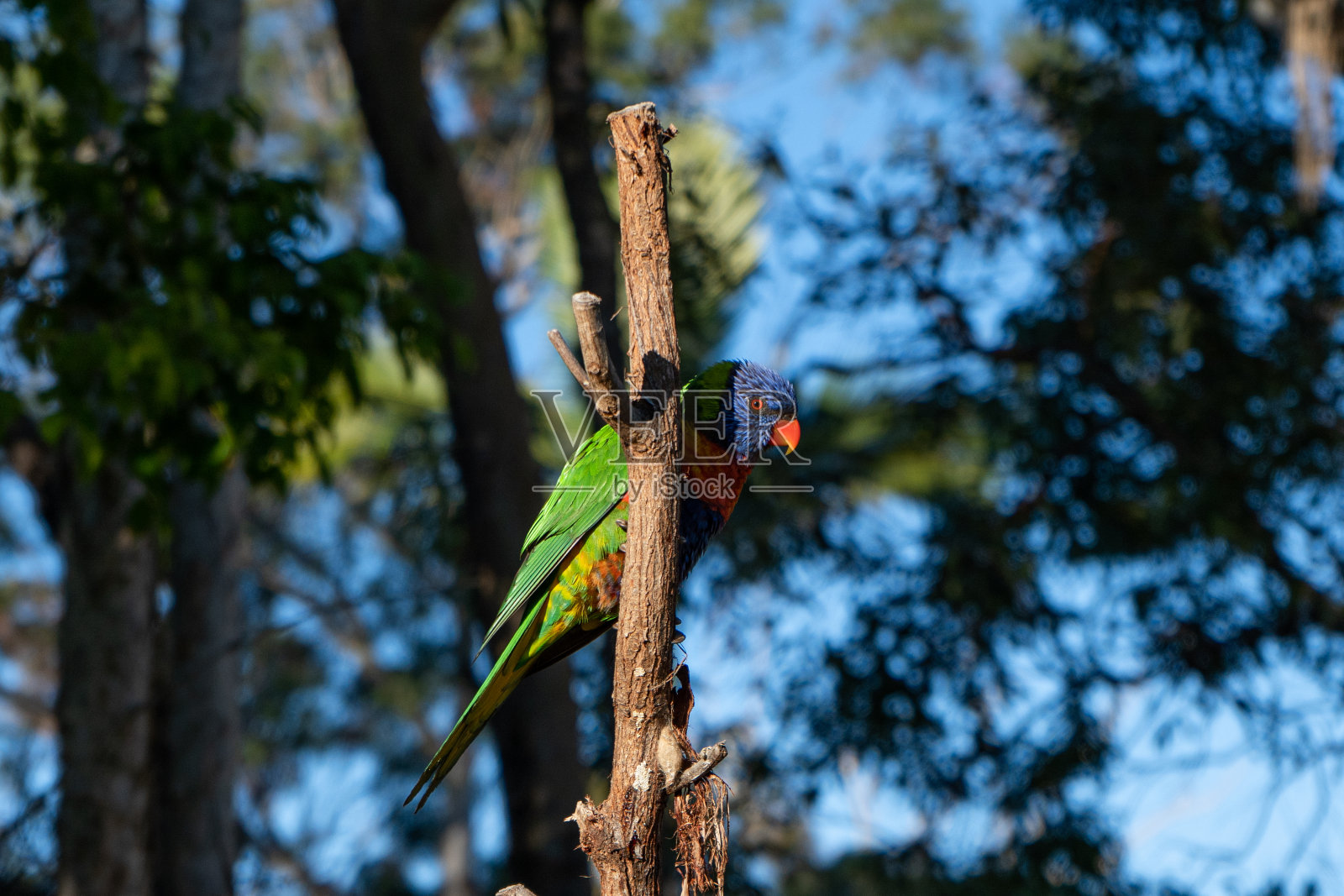 热带夏季棕榈叶上的一只彩虹鹦鹉照片摄影图片