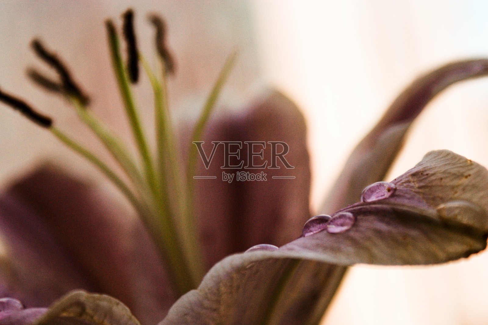 百合花粉红色的特写背景美丽的宏两个花头一个物体照片摄影图片
