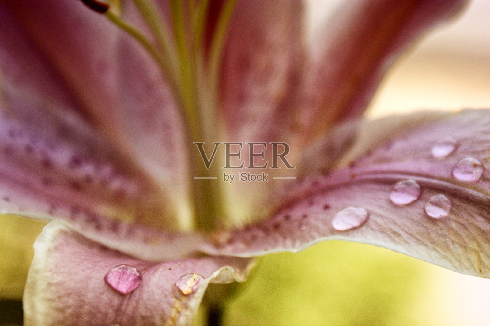 百合花粉红色的特写背景美丽的宏两个花头一个物体照片摄影图片