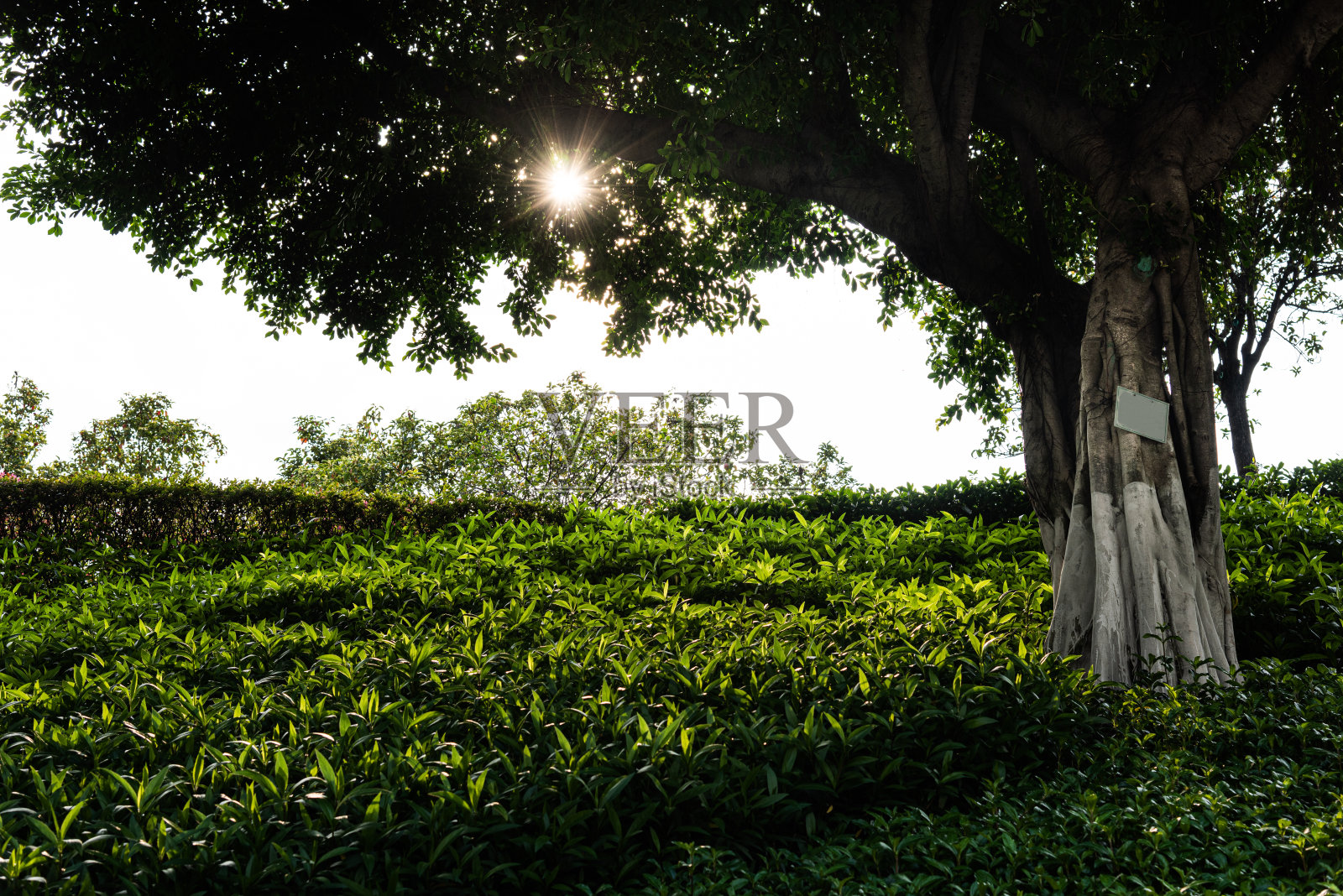 近距离观看草，树叶照片摄影图片