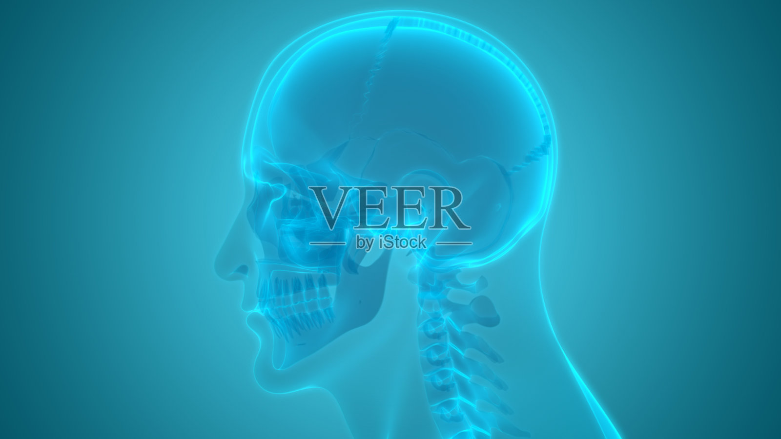人类骨骼系统颅骨解剖学照片摄影图片