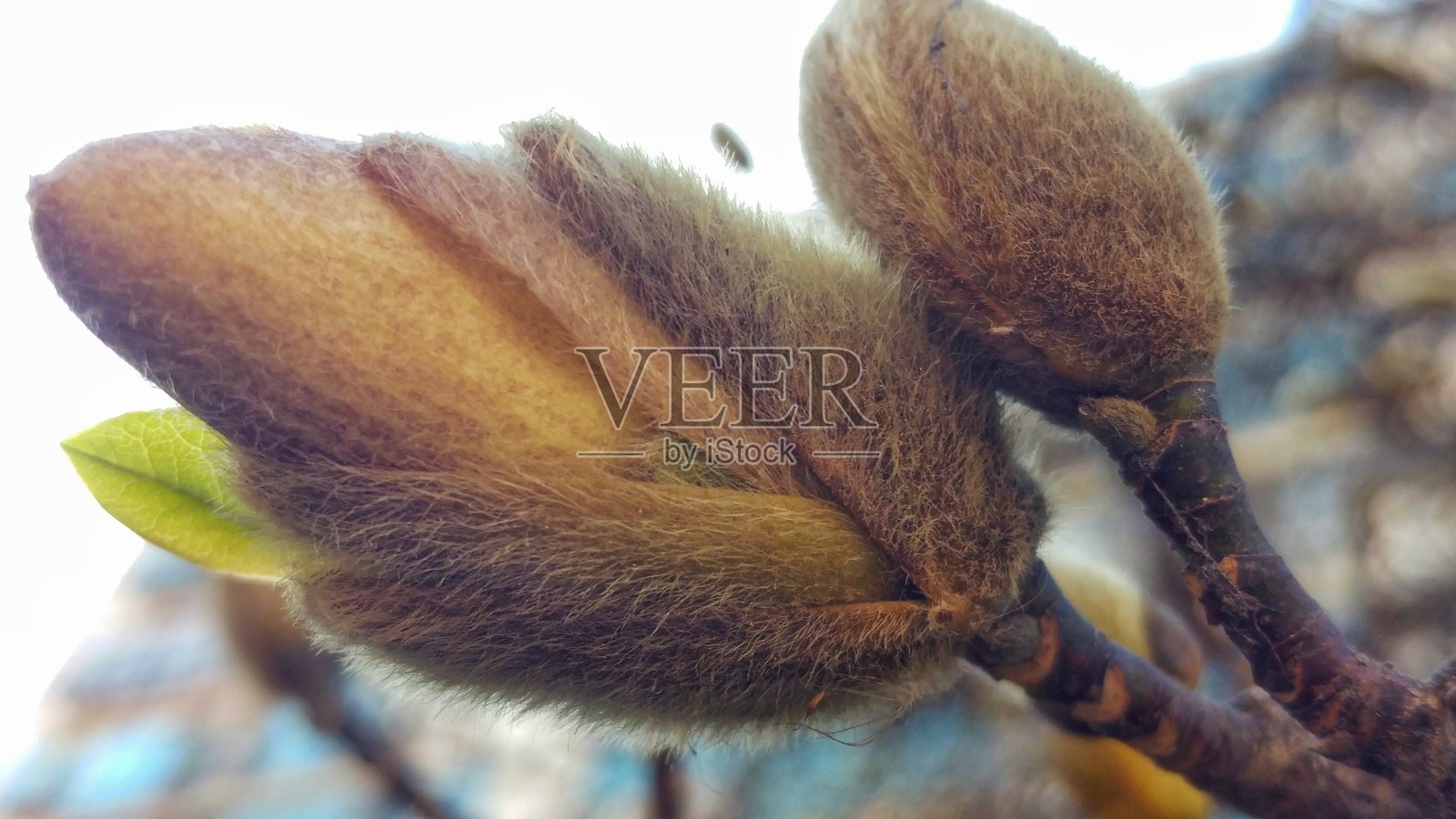 它是早春树的一个芽照片摄影图片