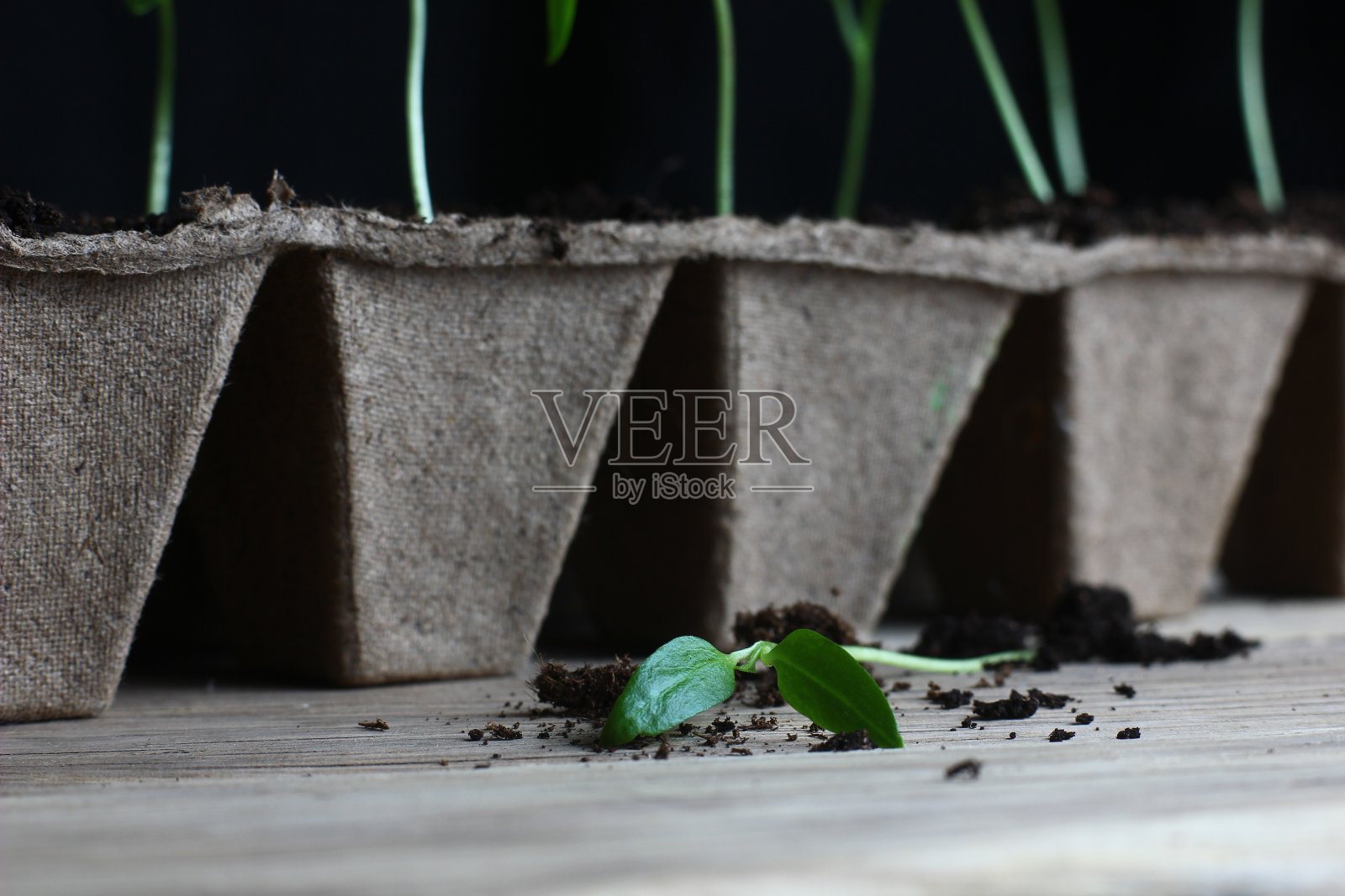 蔬菜花园幼苗在泥炭锅在黑暗的背景照片摄影图片