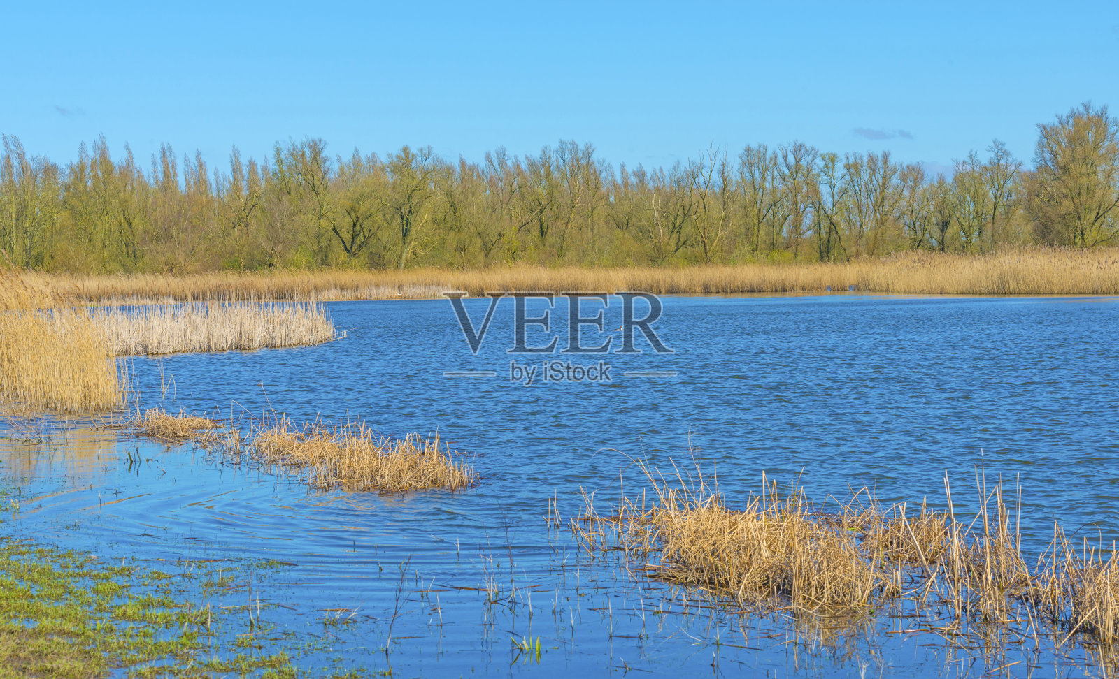 在春天的阳光下，芦苇在一个自然公园的湖边照片摄影图片